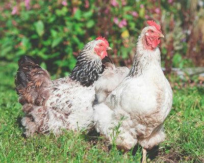 Geflügelfütterung leicht gemacht: Die wichtigsten Grundlagen für gesunde Hühner