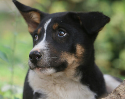 Senioren-Hunde bedarfsgerecht ernähren - Besondere Bedürfnisse im Herbst des Lebens