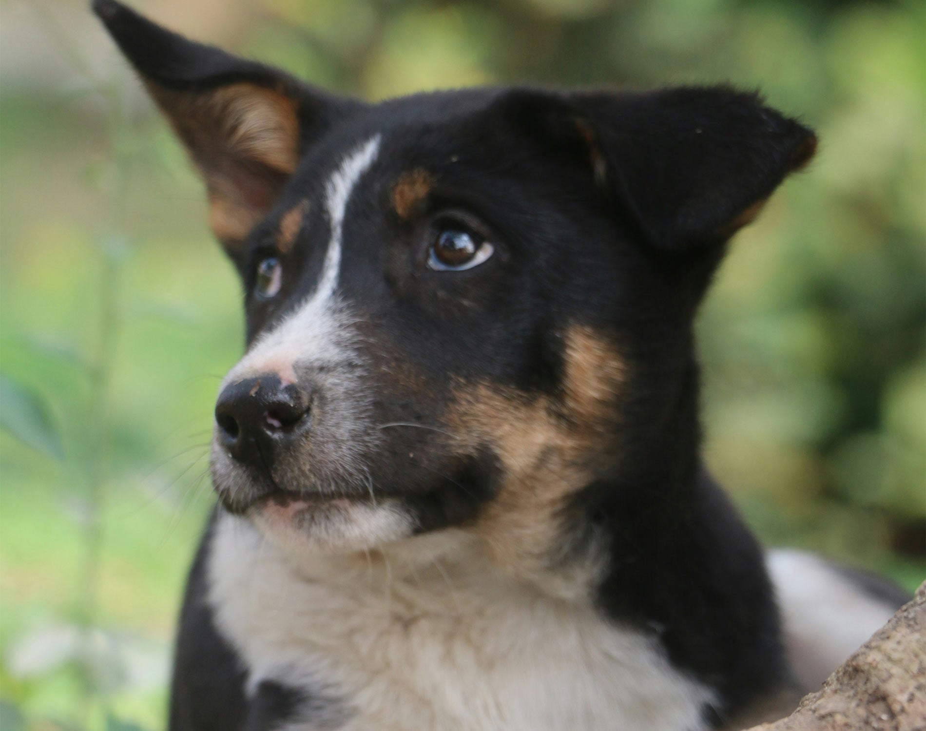 Senioren-Hunde bedarfsgerecht ernähren - Besondere Bedürfnisse im Herbst des Lebens