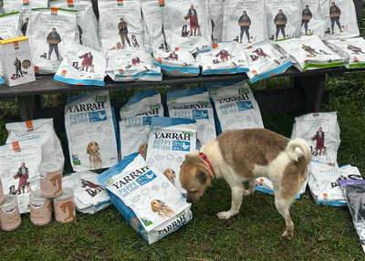 Hilfe, die ankommt – Unsere Unterstützung für your Heart 4 rescued Dogs 🐾
