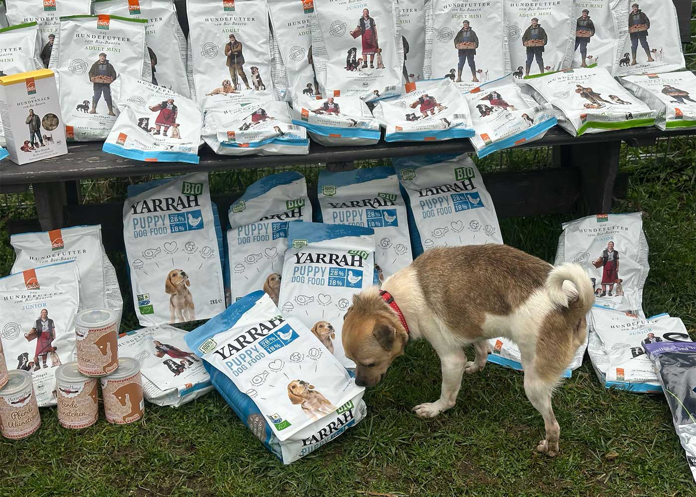 Hilfe, die ankommt – Unsere Unterstützung für your Heart 4 rescued Dogs 🐾