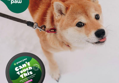 Green Paw Hunde