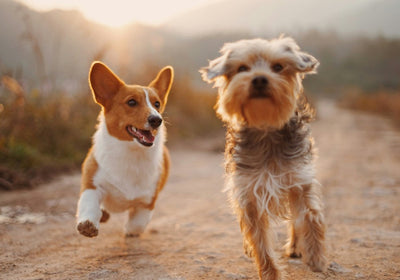 Hundefutter für mittelgrosse Hunde