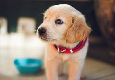 Hundefutter für kleine Hunde
