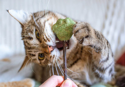 Ergänzungsfutter für Katzen