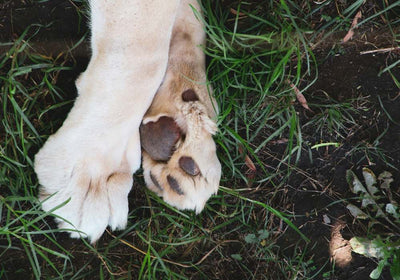 Pflege & Schutz für Hunde