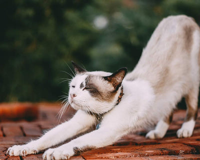 Katzenfutter für ältere Katzen
