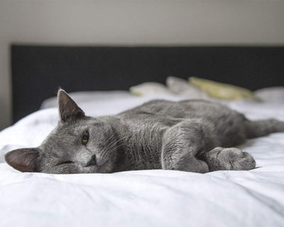 KatzenLiebe