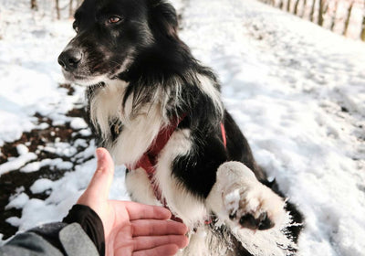 Pflege & Schutz für Senioren Hunde