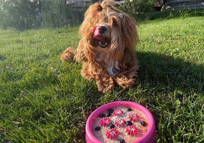Hundeglace