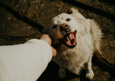 Hundefutter für grosse Hunde