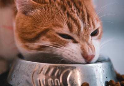 Bio-Katzenfutter & natürliche Katzenprodukte
