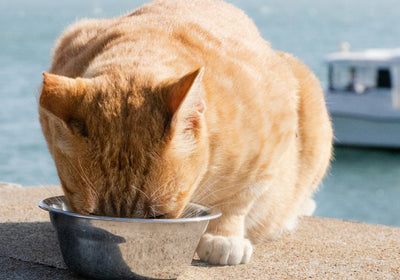 Defu Trockenfutter für Katzen