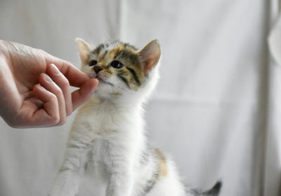 Nahrungsergänzung für Katzen