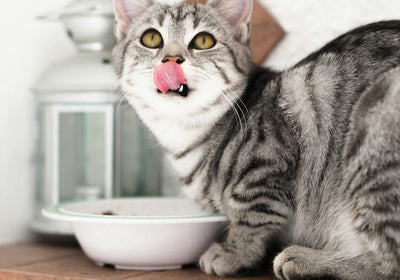 Defu Nassfutter für Katzen