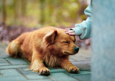 Hundefutter & Ergänzung für empfindliche Verdauung beim Hund