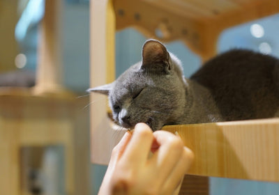 Leckerlis & Snacks für Katzen