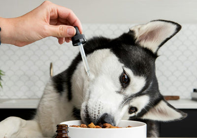 Nahrungsergänzung für Hunde