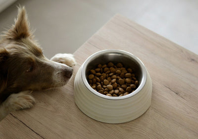 Bio-Trockenfutter für Hunde