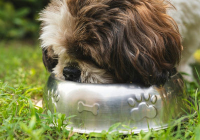 Bio-Nassfutter für Hunde