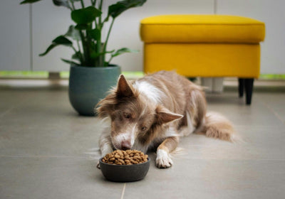 Bellfor Hundefutter