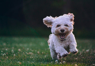 Hundefutter für Welpen