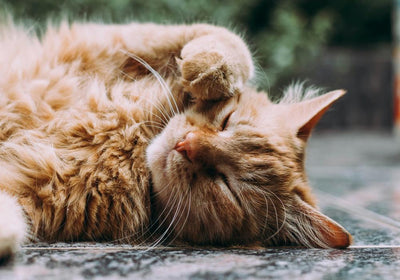 Bio-Trockenfutter für Katzen