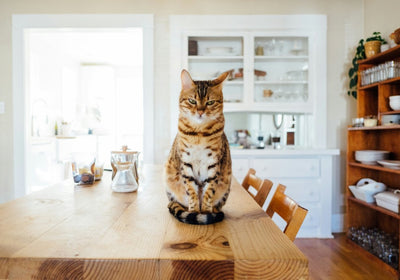Katzenfutter mit Insekten
