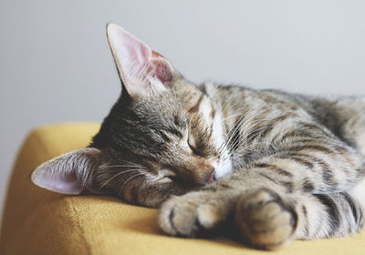 Pflege & Schutz für Katzen
