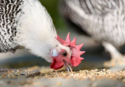Ergänzungsfutter und Nahrungsergänzung für Geflügel