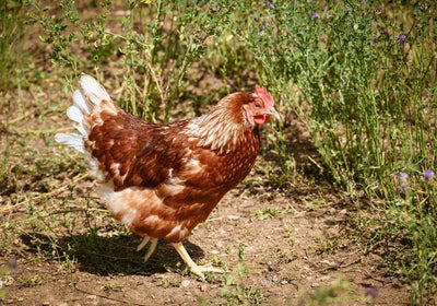 Geflügel Zubehör