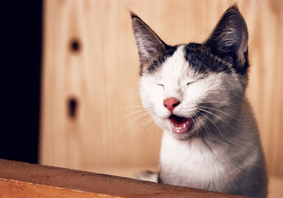 Katzenfutter & Ergänzung für Gelenke & Beweglichkeit