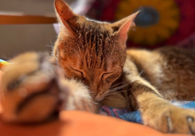 Katzenfutter & Ergänzung für empfindliche Haut & Fell