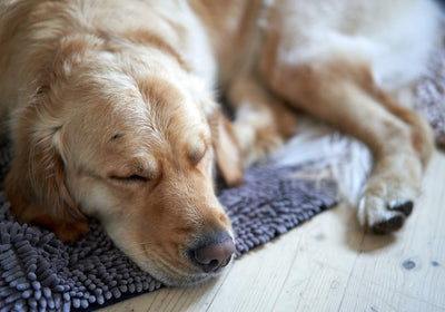 Hundefutter & Snacks für allergische Hunde
