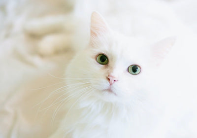 Getreidefreies Katzenfutter