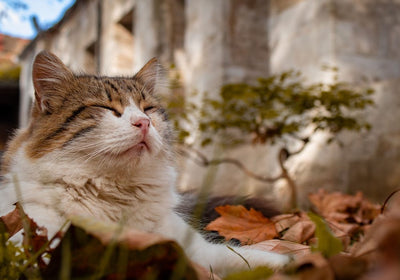 I love my cat Katzenfutter & Katzenprodukte
