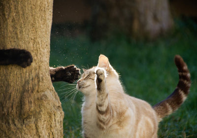 Yarrah Leckerlis & Snacks für Katzen