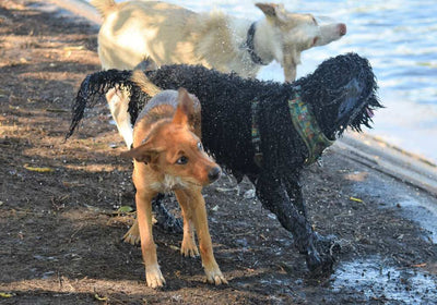 Getreidefreies Hundefutter