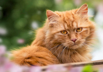 CBD für Katzen