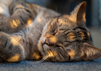 Marsavet Katzen