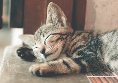 Katzenfutter für Kitten