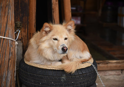 CBD für Hunde