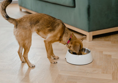 Ergänzungsfutter für Hunde