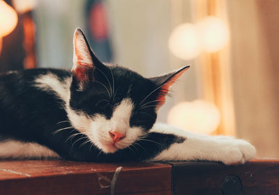 Yarrah Nassfutter für Katzen