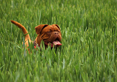 Hundefutter & Ergänzung für Gelenke & Beweglichkeit beim Hund
