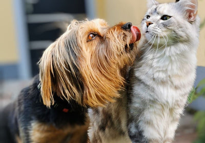 Beruhigung & Gehirnunterstützung für Hund & Katze