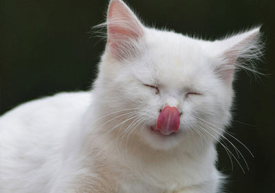 Thrive Trockenfutter für Katzen