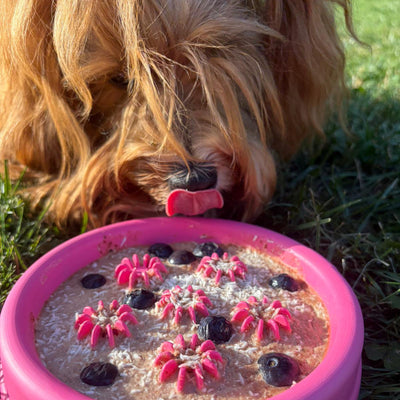 Bauchwohl Hunde-Glace Bundle