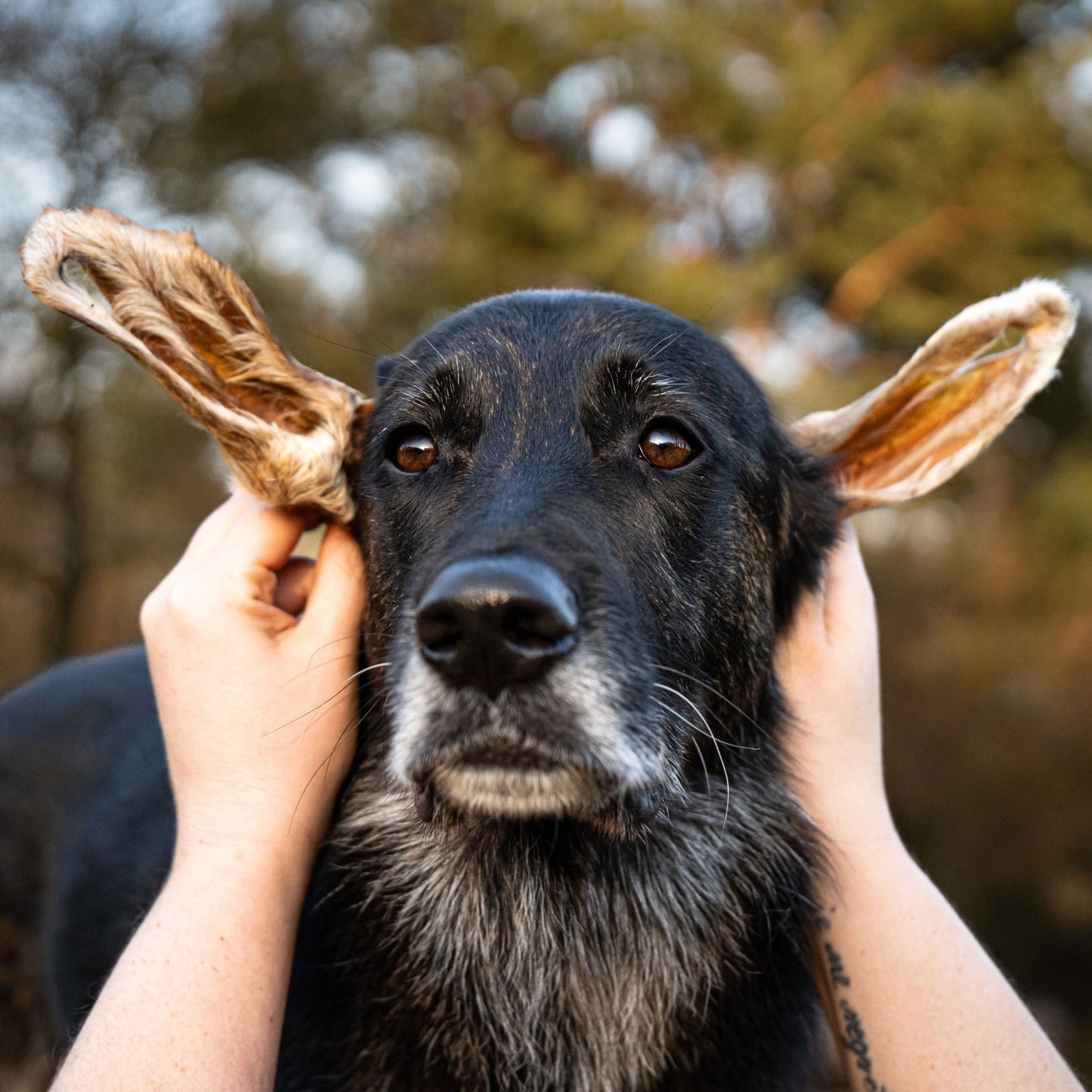 Bellfor Gesunder Hundesnack - Lamm-Ohren mit Fell 250 g