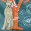RETTE MICH: Yarrah Bio Hund Trockenfutter Senior Huhn